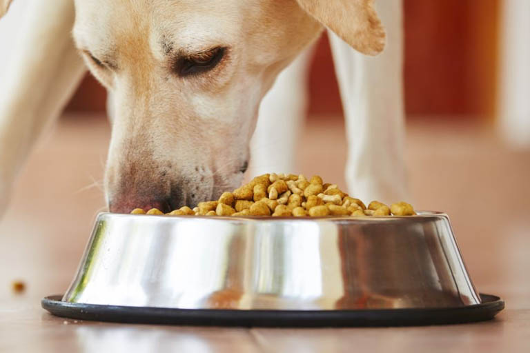 Sanningar om hundfoder och utfodring